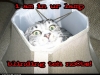 lolcats-lamp