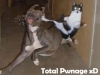 lolcatsdotcom29amvfrzg3cozo7y